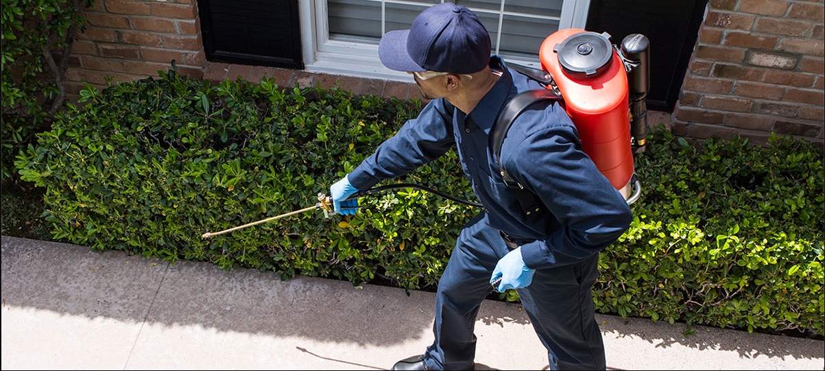 Reasons You Should Hire the Services of a Pest Control Firm