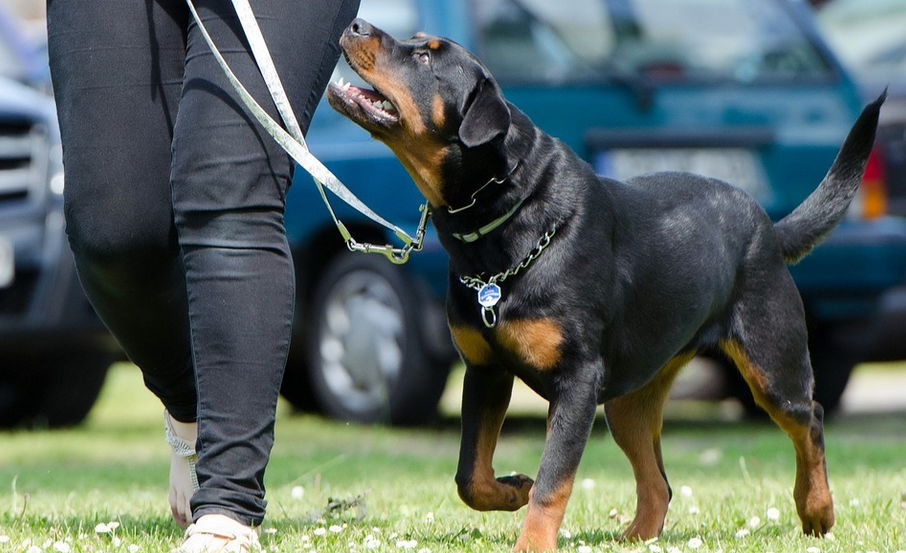 Ultimate Guide to Choosing an Obedience School for Your Pet